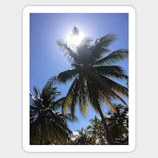 Palm Trees and sunny days Sticker